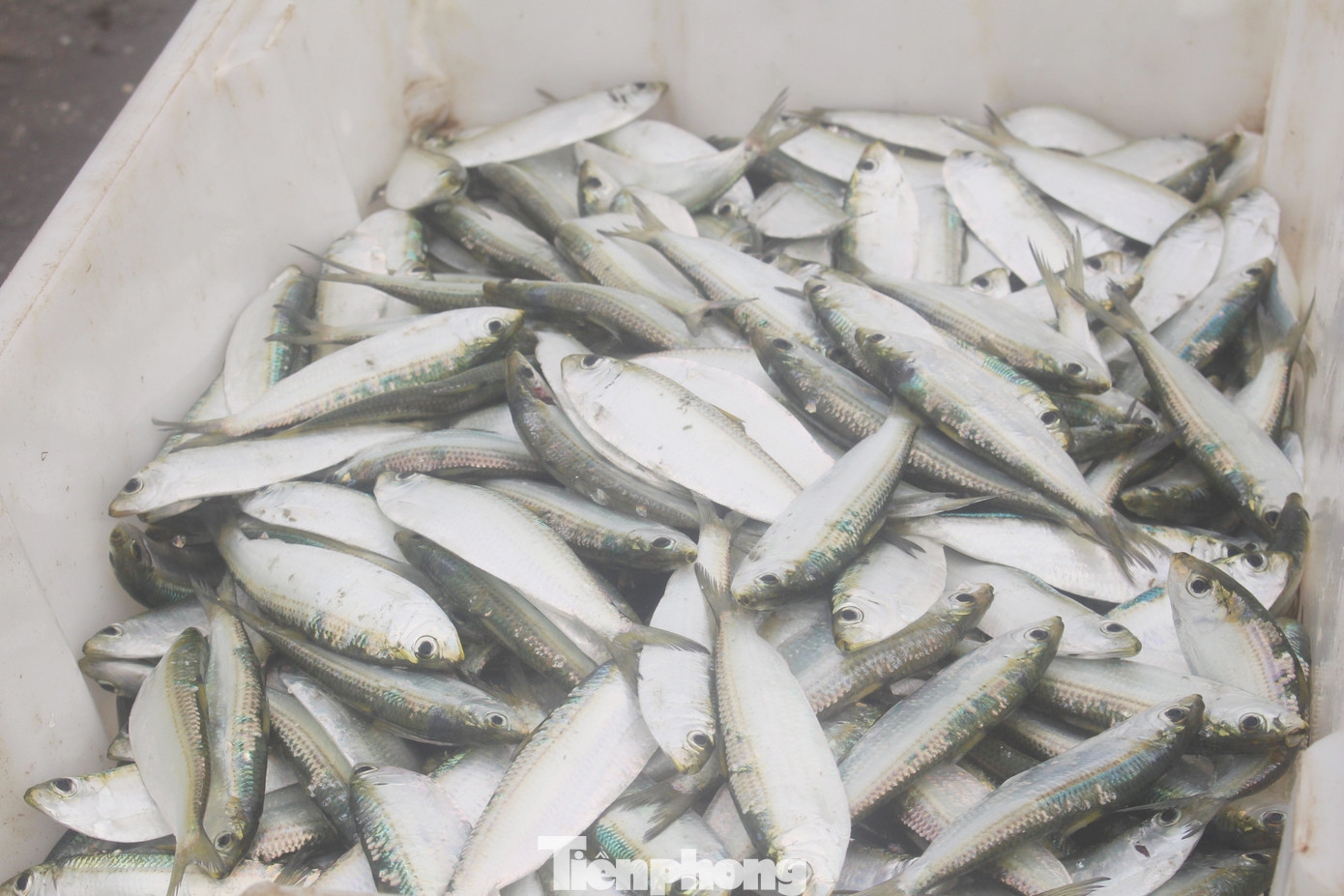 Những ngày đầu năm trời yên, biển lặng thuận lợi cho bà con ngư dân “xông biển” đánh bắt hải sản. Những ngày đầu năm trời yên, biển lặng thuận lợi cho bà con ngư dân “xông biển” đánh bắt hải sản.