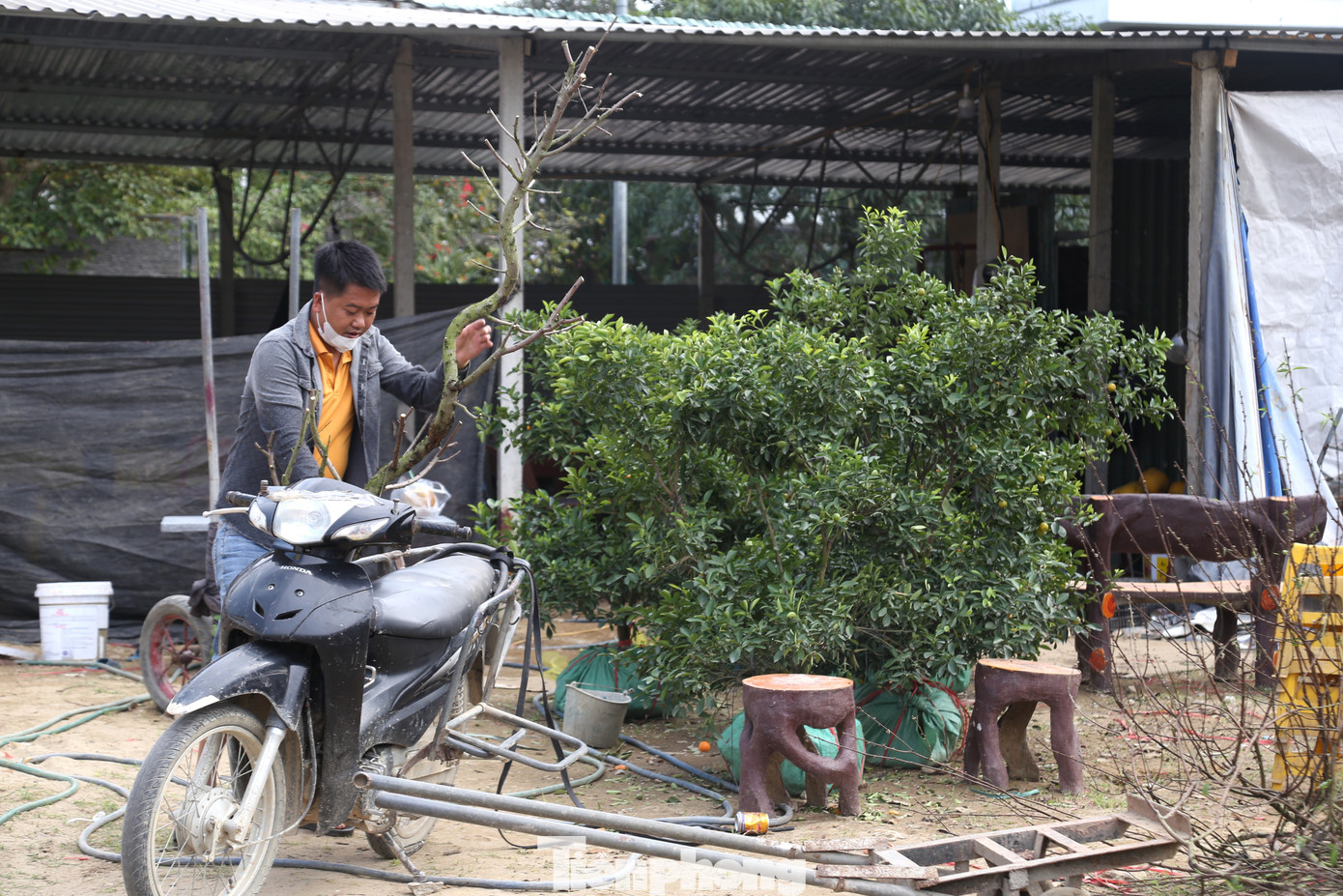 Dù đã hết Tết, các tuyến đường tại TP Vinh vẫn xuất hiện những gốc quất chưa được thu dọn.