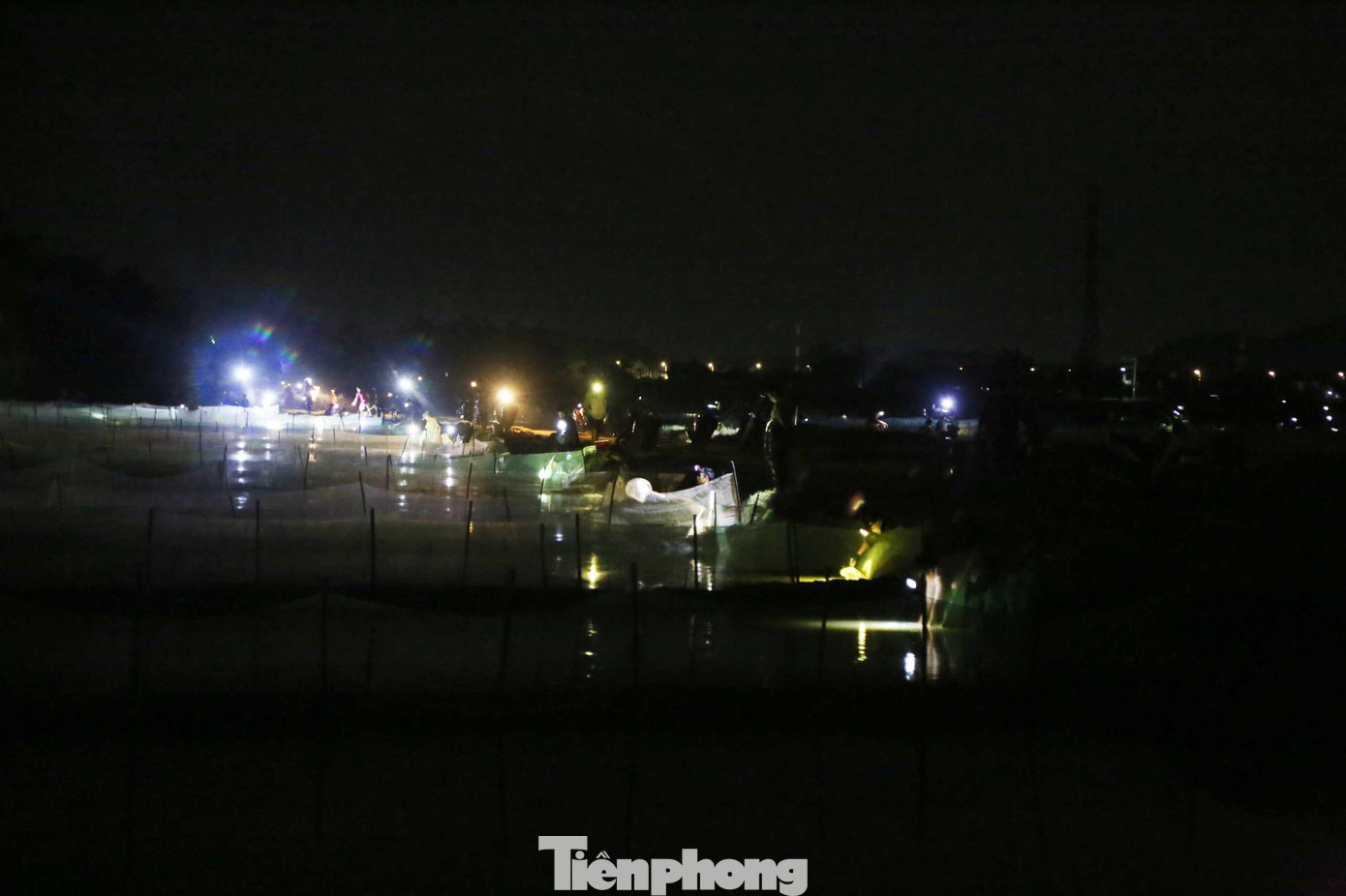 Tối 2/11, hàng chục hộ dân thuộc xóm Phú Xuân, xã Châu Nhân, huyện Hưng Nguyên (Nghệ An) ùn ùn kéo nhau ra đồng để vớt rươi. Mùa rươi bắt đầu từ tháng 9 đến tháng 11 âm lịch hàng năm nhưng thường mỗi tháng có vài ba ngày rươi nổi nhiều.