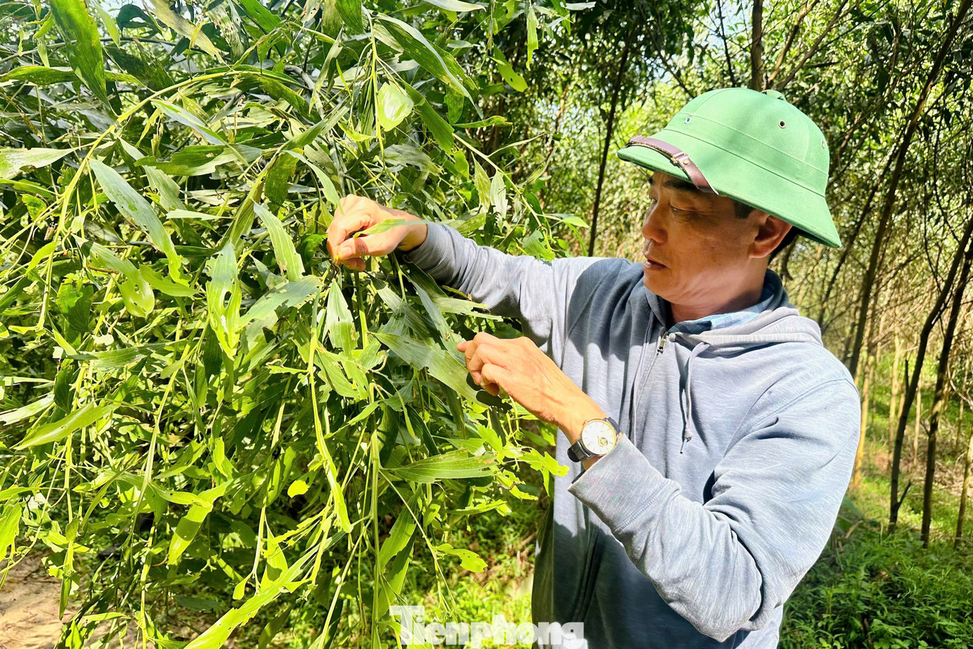 Sâu đo khiến nhiều diện tích keo ở xã Nghĩa Hành, huyện Tân Kỳ, Nghệ An bị ảnh hưởng. (Ảnh: C.Tú)