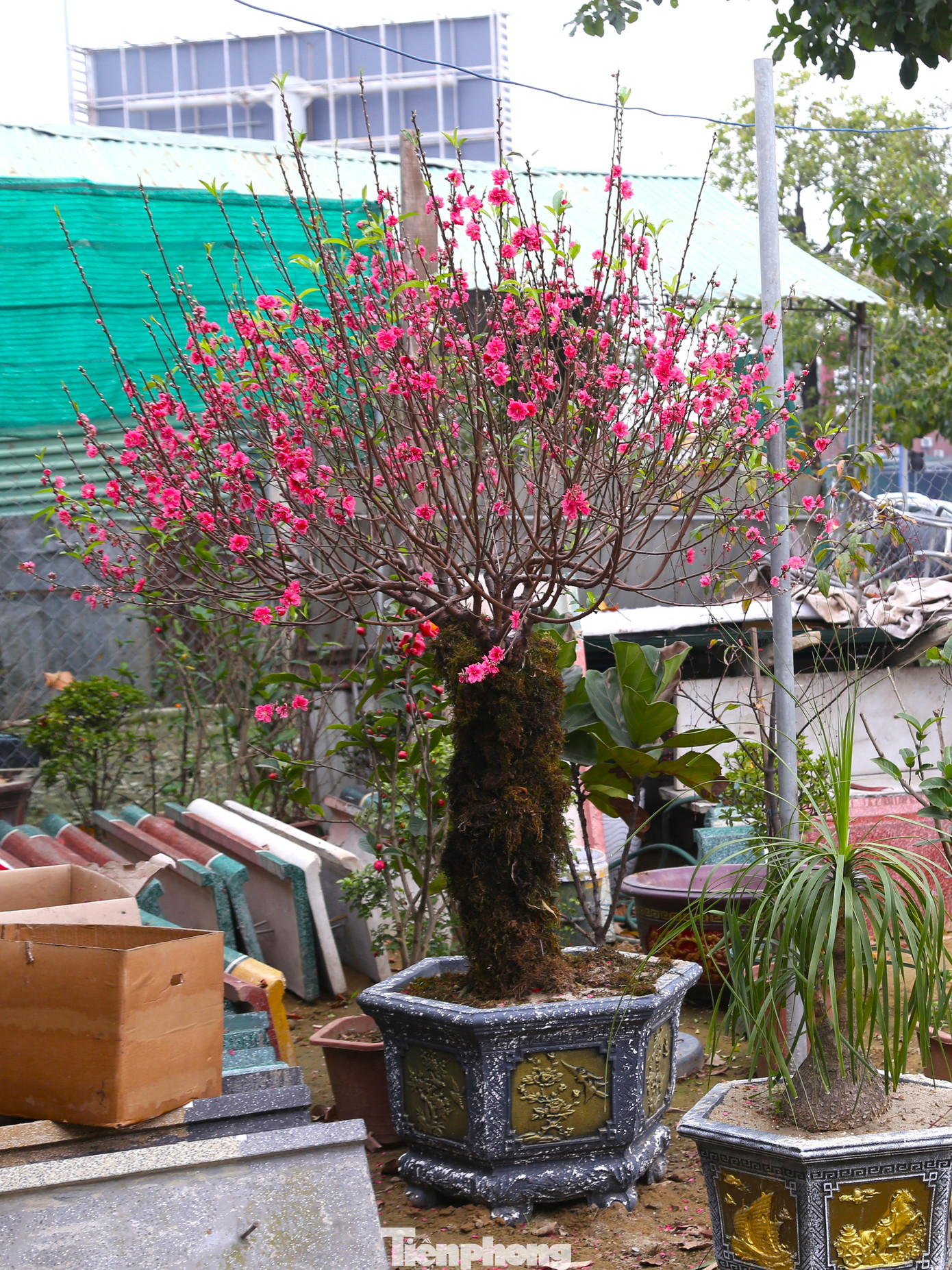 Do đã nhập về để chào bán gần 1 tháng nên nhiều gốc đào đã bung nở toàn bộ. Hầu hết các chủ vườn đang liên hệ để thanh lý với giá rẻ.