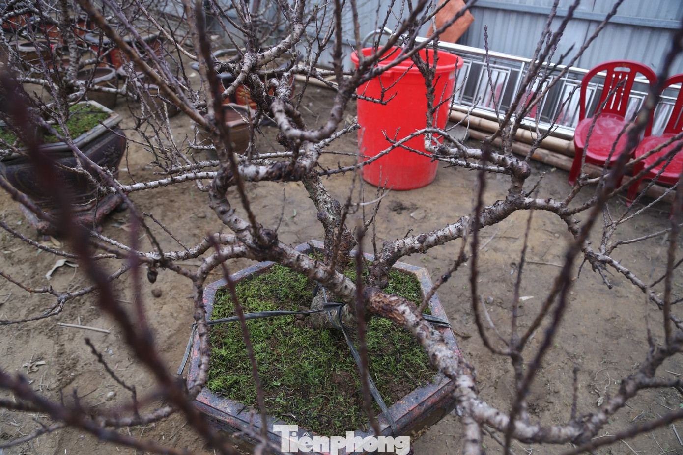 Trung bình một gốc đào Thất Thốn được bán với giá vài chục triệu, thậm chí vài trăm triệu đồng với những cây cổ thụ, có thế đẹp, nhiều hoa, nhiều nụ.