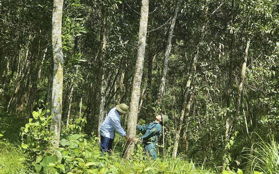 Nhiều người dân miền núi khấm khá nhờ phát triển kinh tế rừng Nhiều người dân miền núi khấm khá nhờ phát triển kinh tế rừng