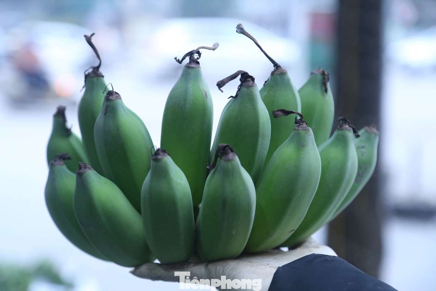 Theo các tiểu thương, giá mỗi nải chuối còn phụ thuộc vào màu sắc, quả to/nhỏ, số quả chẵn/lẻ, còn nguyên râu hay không, có bị “dị tật” hay không. Theo các tiểu thương, giá mỗi nải chuối còn phụ thuộc vào màu sắc, quả to/nhỏ, số quả chẵn/lẻ, còn nguyên râu hay không, có bị “dị tật” hay không.