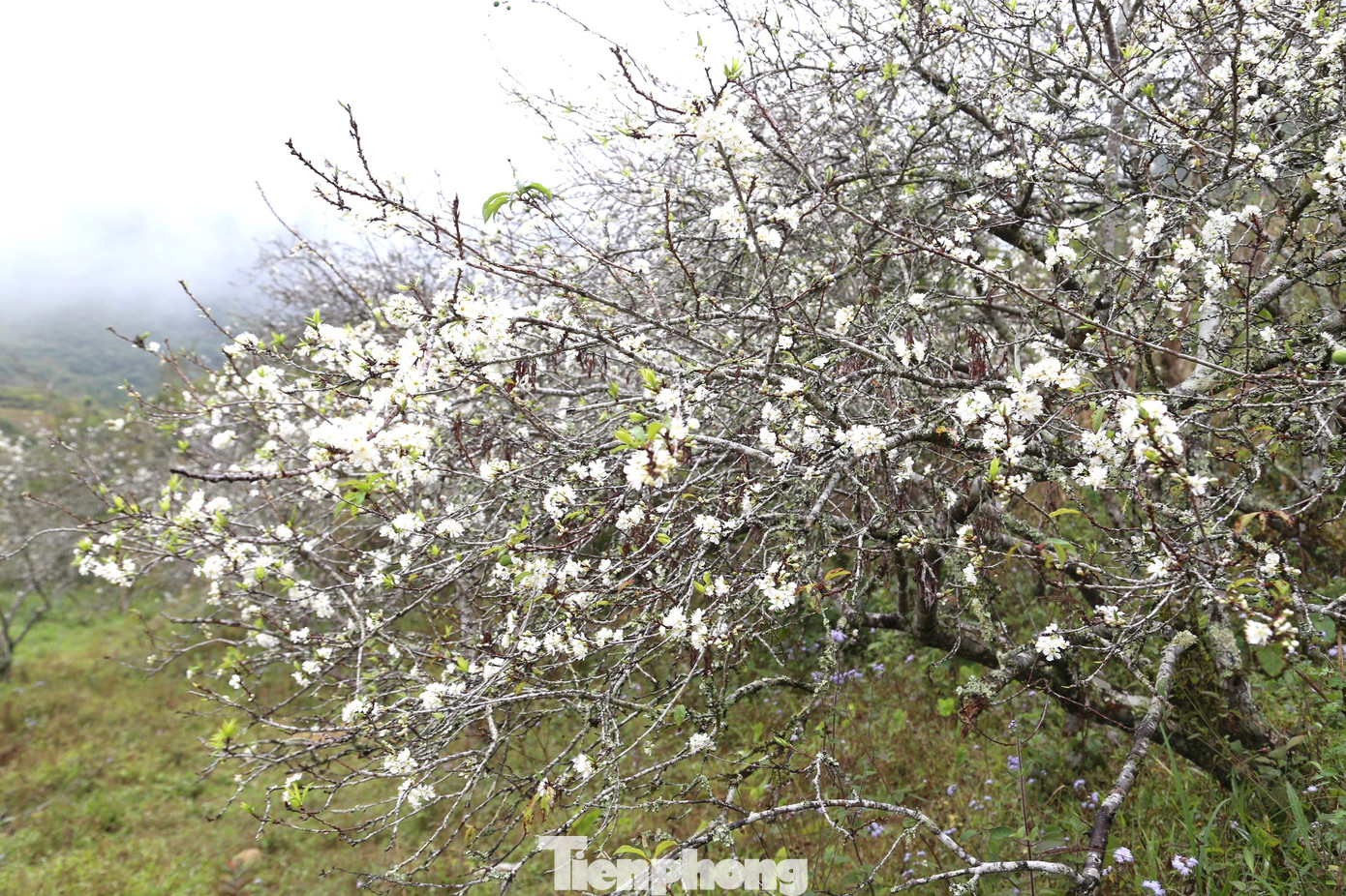 Mường Lống ở độ cao 1500m so với mực nước biển thuộc dãy Trường Sơn, gần biên giới với Lào. Nơi đây được ví là “cổng trời” của xứ Nghệ.