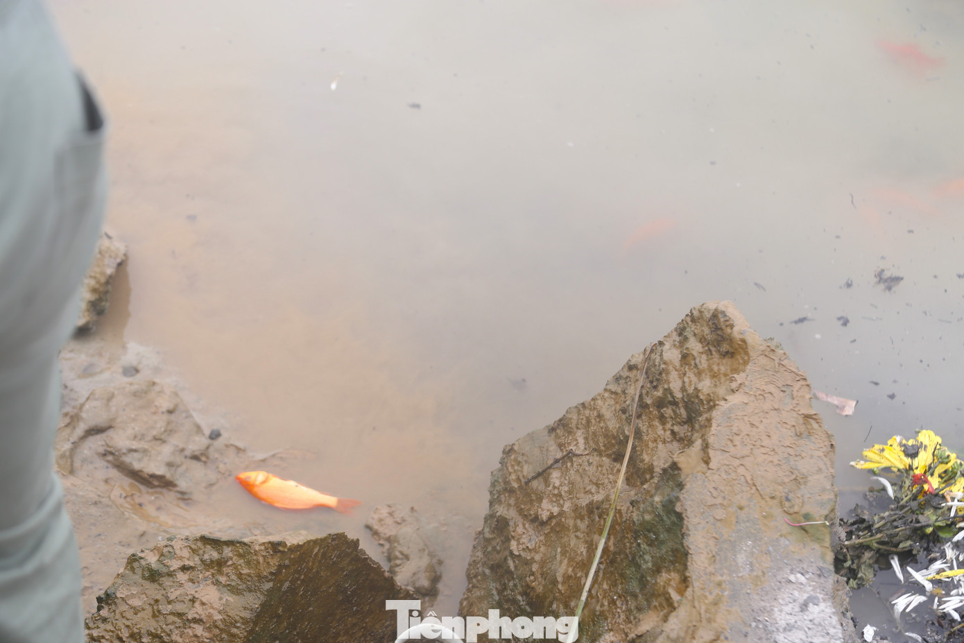 Cá chép vừa thả xuống đã có dấu hiệu lờ đờ, nhiều con trong số đó đã chết.