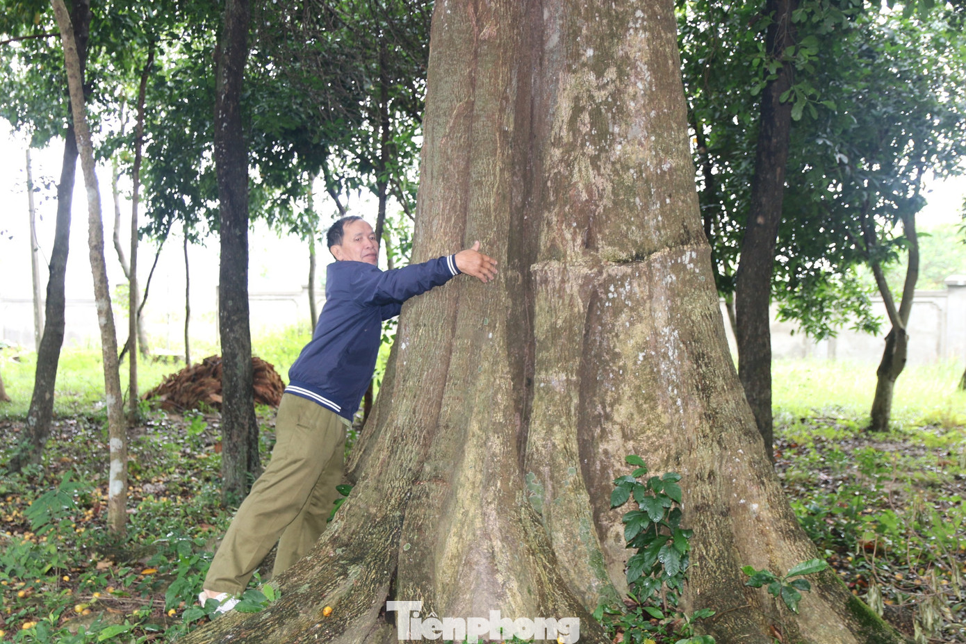 Ông Nguyễn Đình Vân, người trông coi đền cho biết: “Những cây bồ lố cao hơn 30 m. Gốc cây lớn nhất phải 3-4 người ôm mới xuể, cành tỏa rộng tựa như chiếc ô lớn. Hàng năm đến mùa này, cây cho quả rất nhiều. Bao năm nay, người dân nơi đây luôn xem những cây bồ lố này là báu vật, là biểu tượng, niềm tự hào chung của dân làng”.
