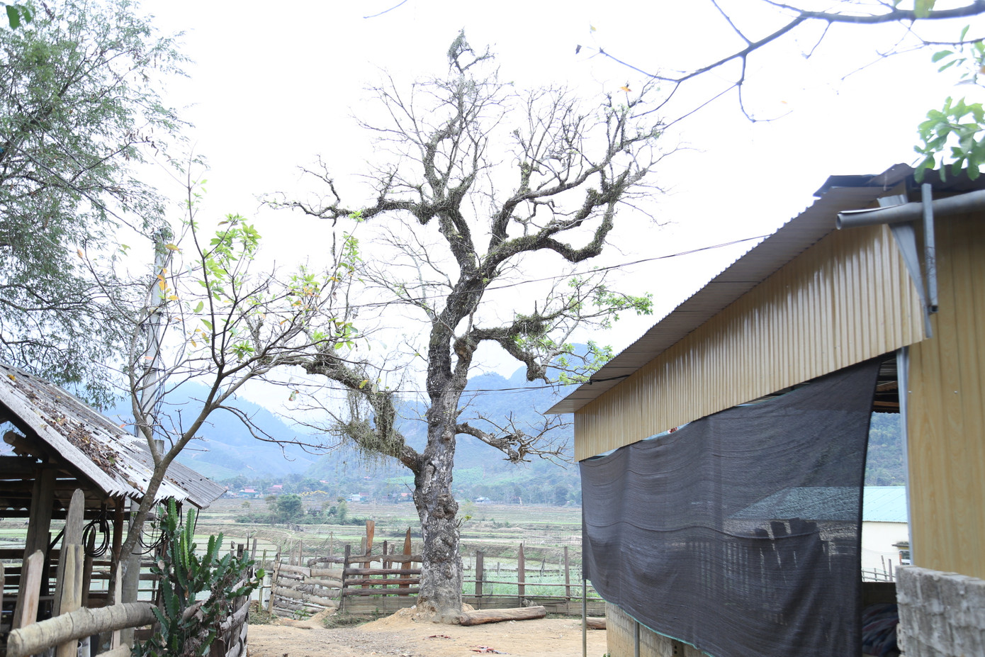 Để nói chính xác tuổi cây là bao nhiêu không ai dám chắc, nhưng người dân đều cho rằng cây này đã trên trăm tuổi.