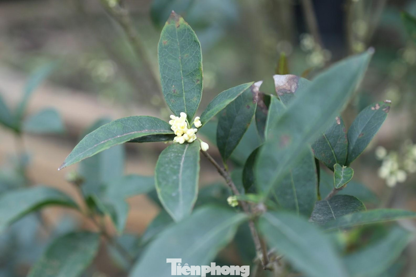 Hoa mộc hương có nhiều màu sắc khác nhau như trắng, vàng nhạt... Bông hoa rất nhỏ đường kính chỉ khoảng 1cm và mọc thành chùm. Hoa 4 cánh và có mùi hương rất quyến rũ.