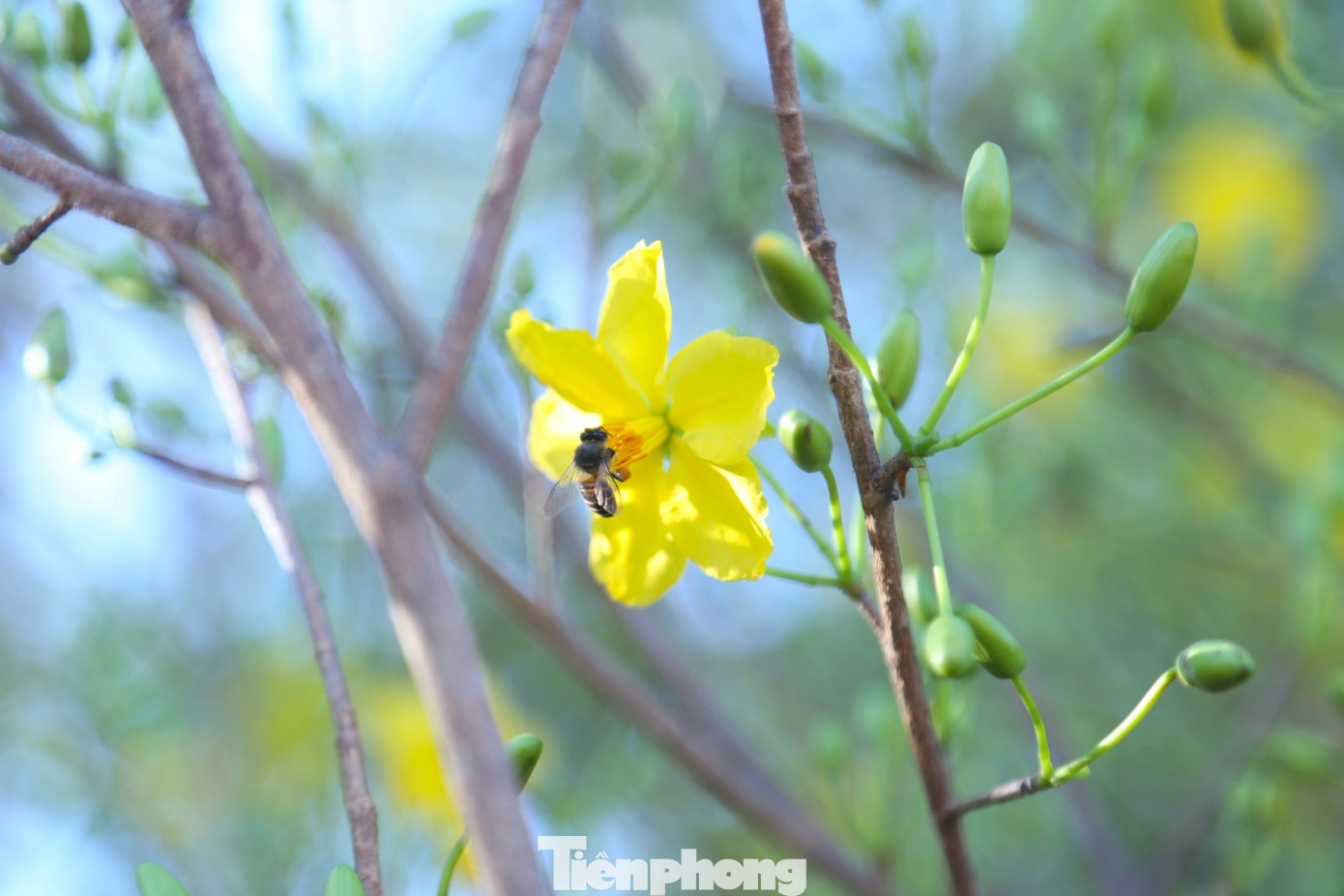 Nụ hoa mai bung nở, khoe sắc vàng trên phố