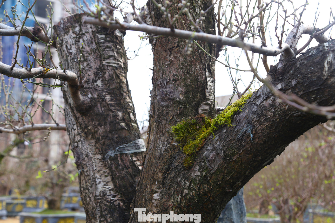 Cận cảnh gốc đào cổ thụ với thân xù xì, rêu bám đầy gốc, mang nét đẹp hoang sơ.