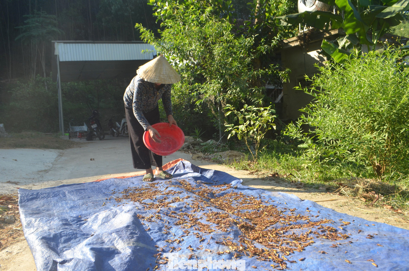 Châu chấu sau khi được bắt sẽ được người dân bán hoặc phơi khô làm thức ăn cho gia cầm.