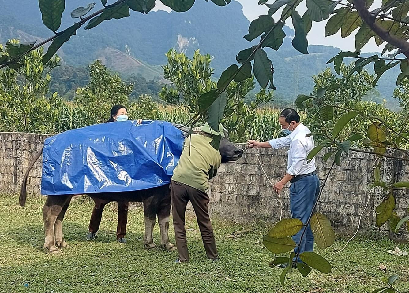 Hội Nông dân huyện Con Cuông trao tặng áo giữ ấm cho trâu bò tại xã Môn Sơn.