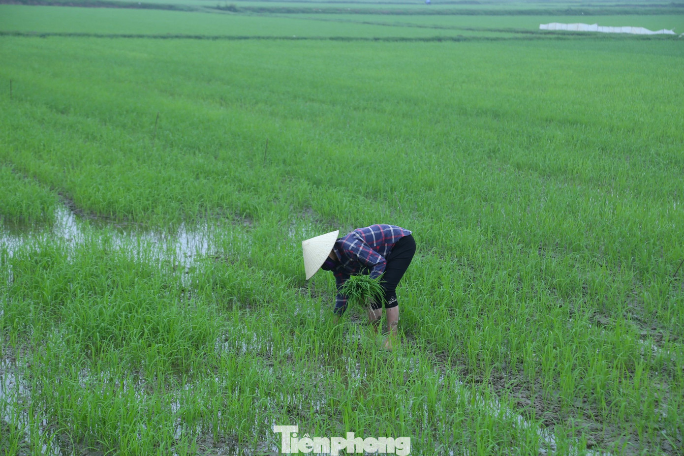 “Cây lúa có thì, cây mạ có tuổi” do đó, chợ mạ cũng chỉ họp trong khoảng một tuần đến nửa tháng rồi tự tan.