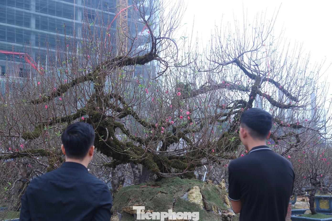 “Nếu bán cây đào này sẽ có giá 200 triệu đồng, nhưng cho khách thuê thì khoảng 150 triệu đồng trở lại. Tết năm nay tôi nhập về hai cây đào như thế này. Hôm qua mới có một vị khách ở TP Vinh thuê gốc đào tương tự như thế này với giá 150 triệu đồng”, chủ vườn chia sẻ.