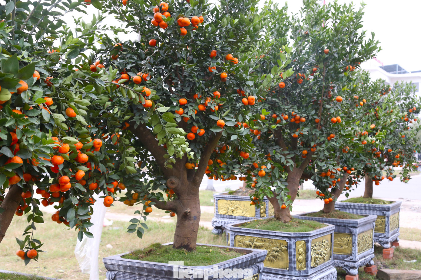 Dịp này, những gốc quýt cảnh cũng đã được nhập về trên các tuyến đường thành phố Vinh.