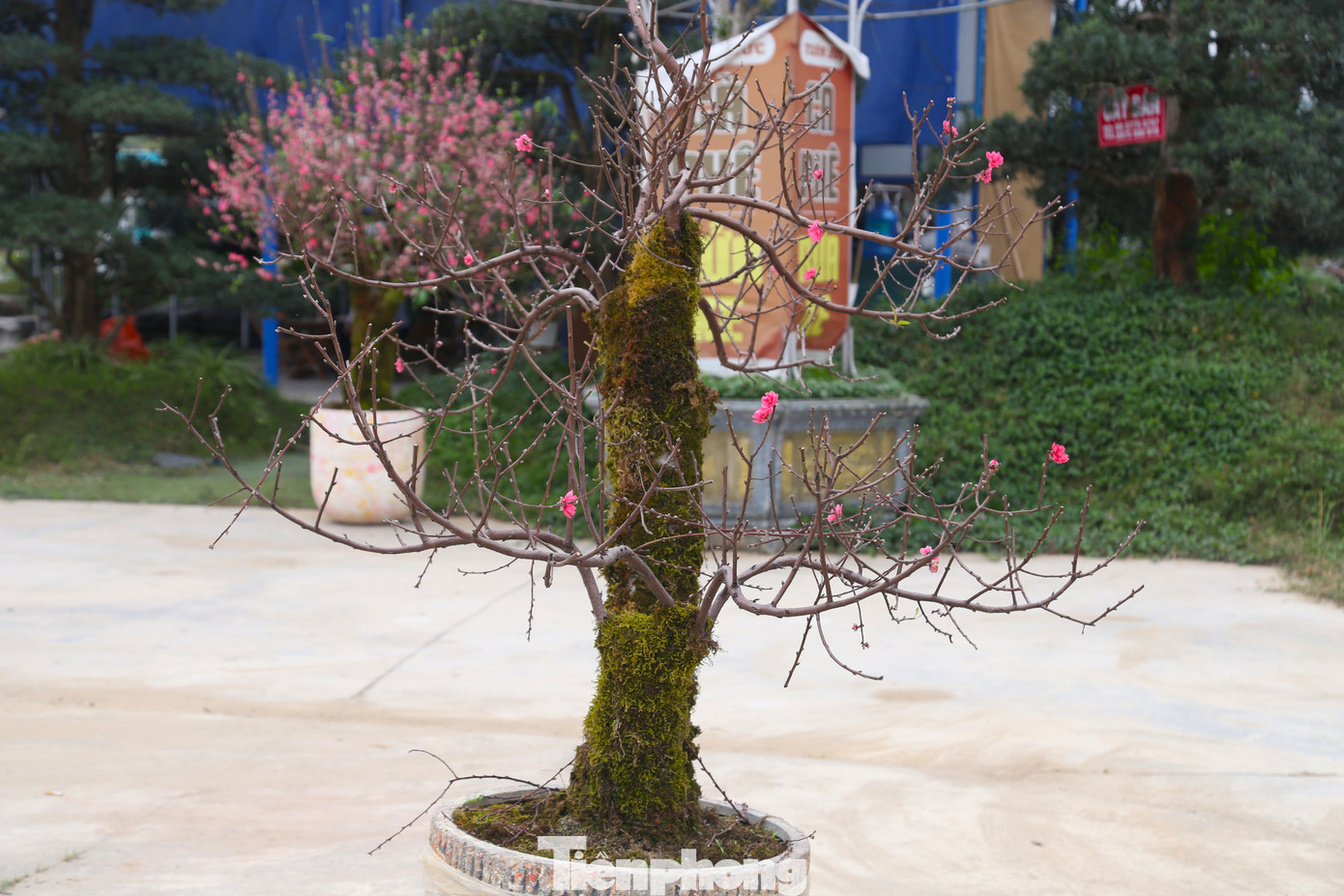 Nếu trước Tết, những gốc đào này được bán với giá cả chục triệu đồng thì nay thanh lý từ 500 nghìn đồng đến 1 triệu đồng để thu hồi vốn. Mặc dù giá rẻ chạm đáy nhưng buộc phải chấp nhận vì không còn phương án nào khác khi giờ đây Tết đã qua, người dân đã không còn nhu cầu mua cây cảnh nhiều nữa.