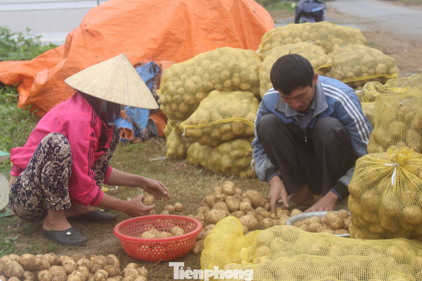 Vụ này, gia đình ông Dương Văn Điển (SN 1962, trú xóm Đông Hồ, xã Diễn Phong, huyện Diễn Châu) trồng được 6 sào khoai tây cho năng suất khoảng trên 5 tấn. “Thời gian trồng ngắn, có đơn vị bao tiêu ngay tại chỗ, thu nhập cũng ổn định nên gia đình rất phấn khởi. Dự kiến năm sau gia đình sẽ mở rộng diện tích”, ông Điển chia sẻ.
