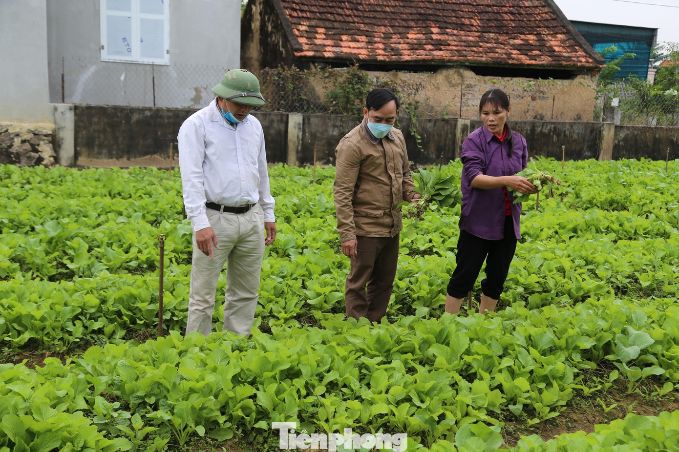 Rau sớm vụ đông cao gấp 2,3 lần so với chính vụ, nông dân phấn khởi