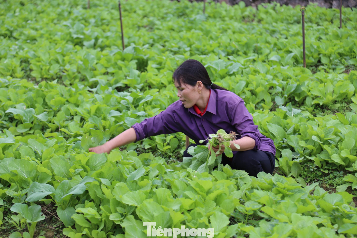 Chị Huệ phấn khởi khi rau được giá