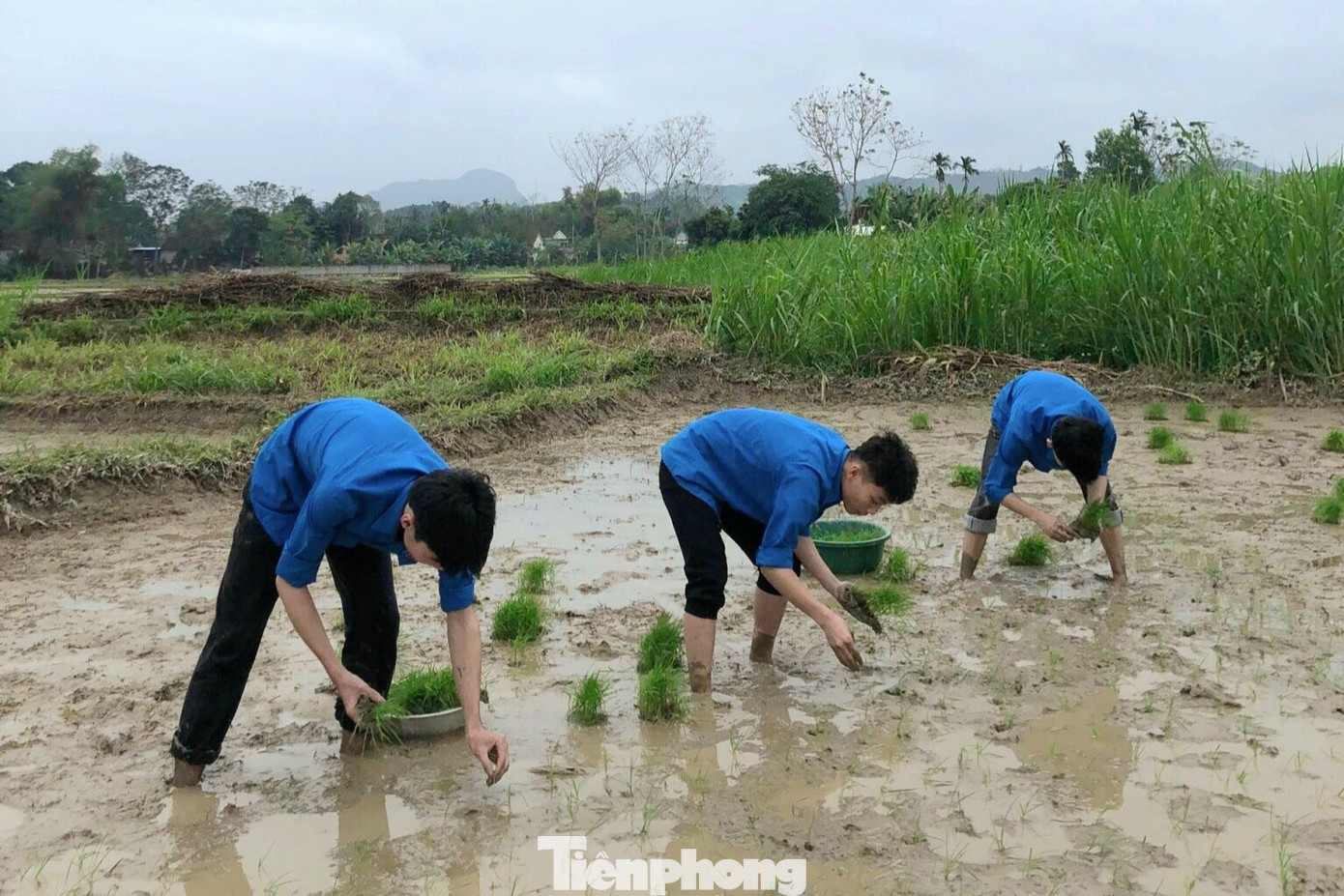 Sau khi cấy xong lúa cho gia đình ông Kiểm, đoàn viên thanh niên đã chia thành các nhóm nhỏ để cấy giúp các gia đình khác. Trong một buổi chiều, nhóm bạn trẻ đã giúp 5 hộ dân cấy lúa.