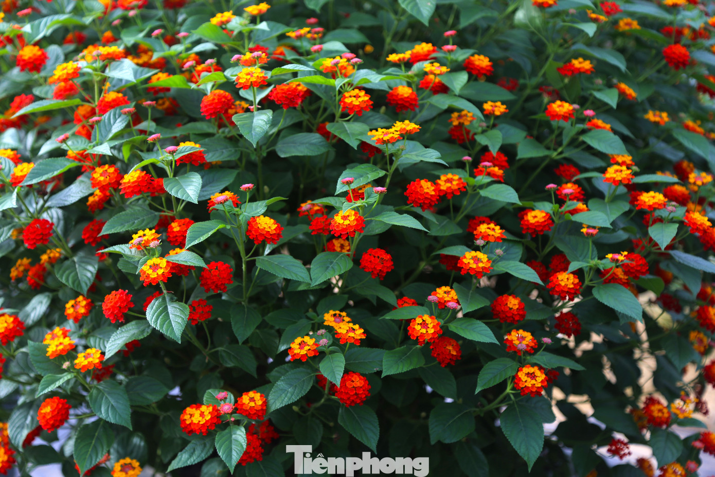 Hoa ngũ sắc thuộc loại cây thân gỗ, thân cây có gai nhọn, cành mềm và mọc vươn ra khắp nơi. Bông hoa có nhiều màu sắc rực rỡ, tạo thành chùm.