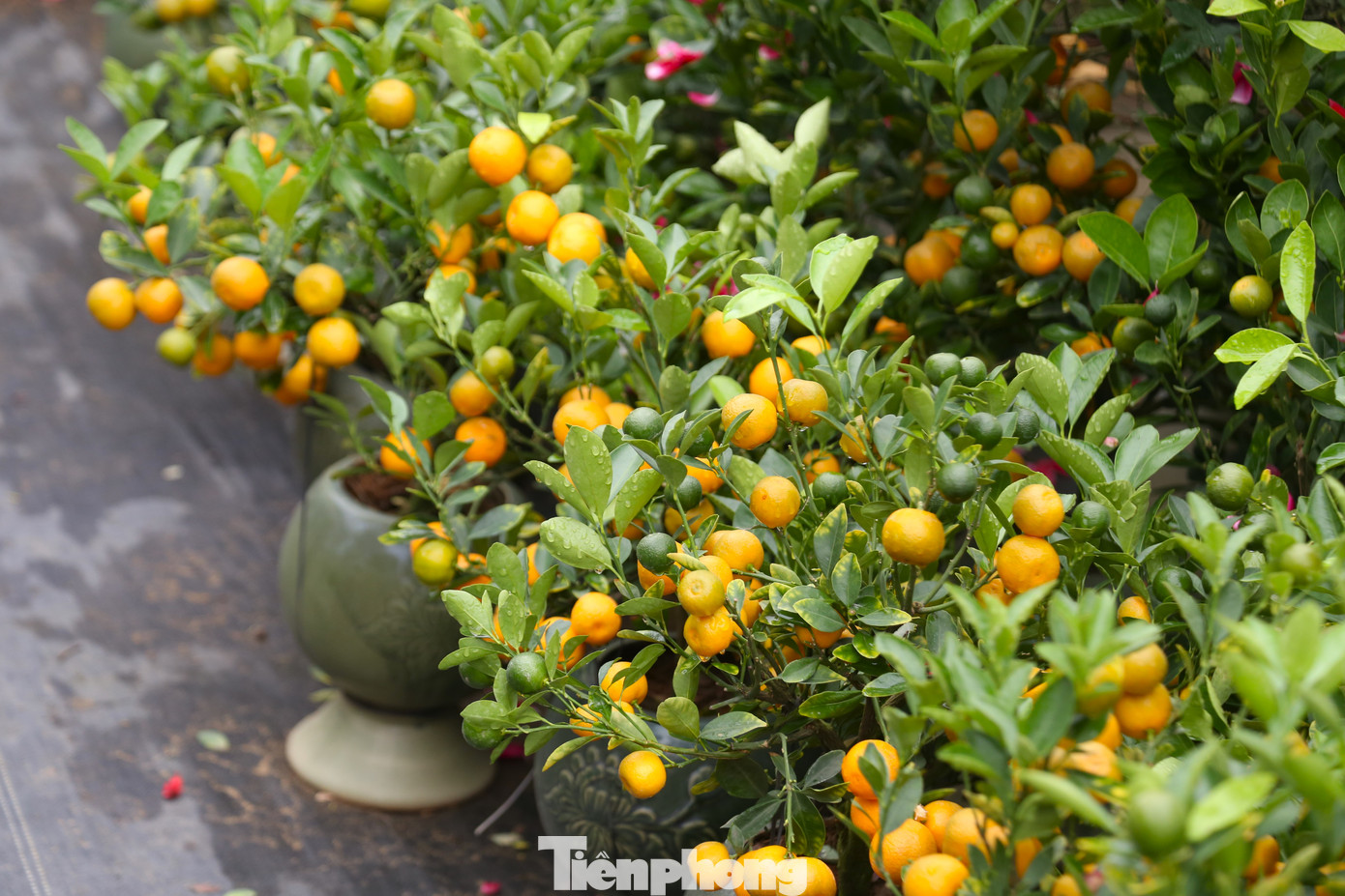 Giá cho mỗi chậu quất bonsai dao động từ 150.000 – 300.000 đồng.