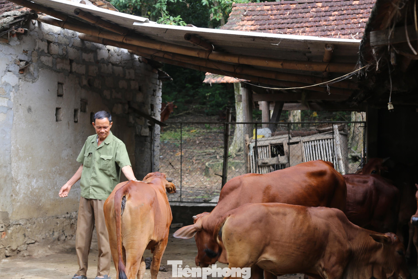 Phát triển kinh tế trang trại trồng cây ăn quả kết hợp chăn nuôi gia súc, mỗi năm lão nông Nguyễn Tấn Đức thu về 300 triệu đồng. Phát triển kinh tế trang trại trồng cây ăn quả kết hợp chăn nuôi gia súc, mỗi năm lão nông Nguyễn Tấn Đức thu về 300 triệu đồng.