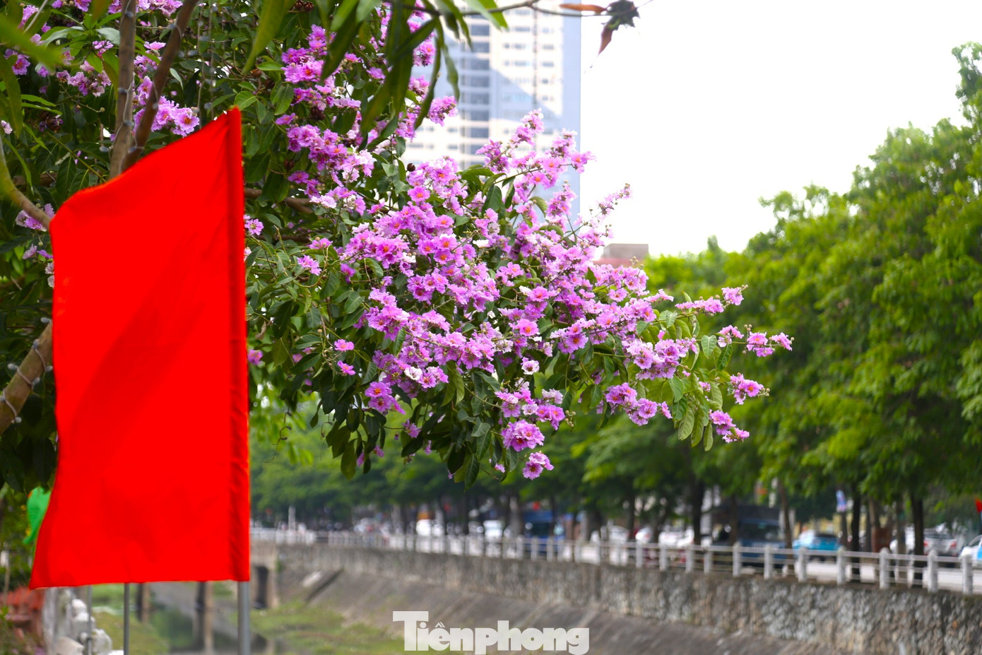 Bằng lăng bung nở, tô điểm thêm nét thơ mộng bên dòng kênh Bắc.