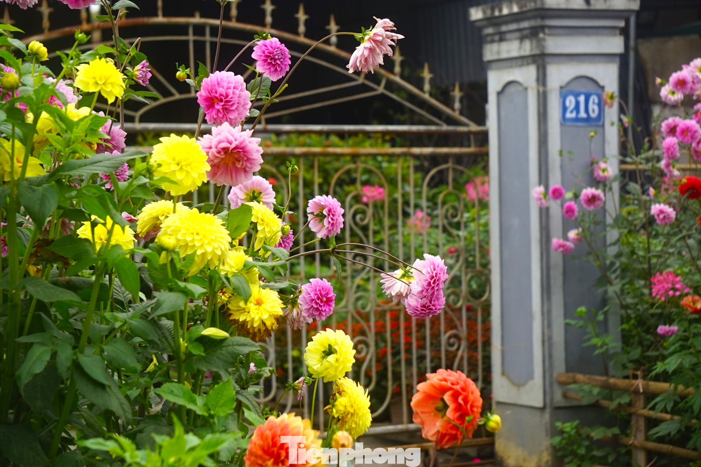 “Những loài hoa này đều rất dễ trồng, chỉ cần tưới nước, thi thoảng chăm bón là cây phát triển tốt, ra hoa nhiều đợt, lại lâu tàn. Tuyến đường này đẹp nhất vào mùa xuân, hoa ngập lối trông rất đẹp mắt”, bà Hải chia sẻ.