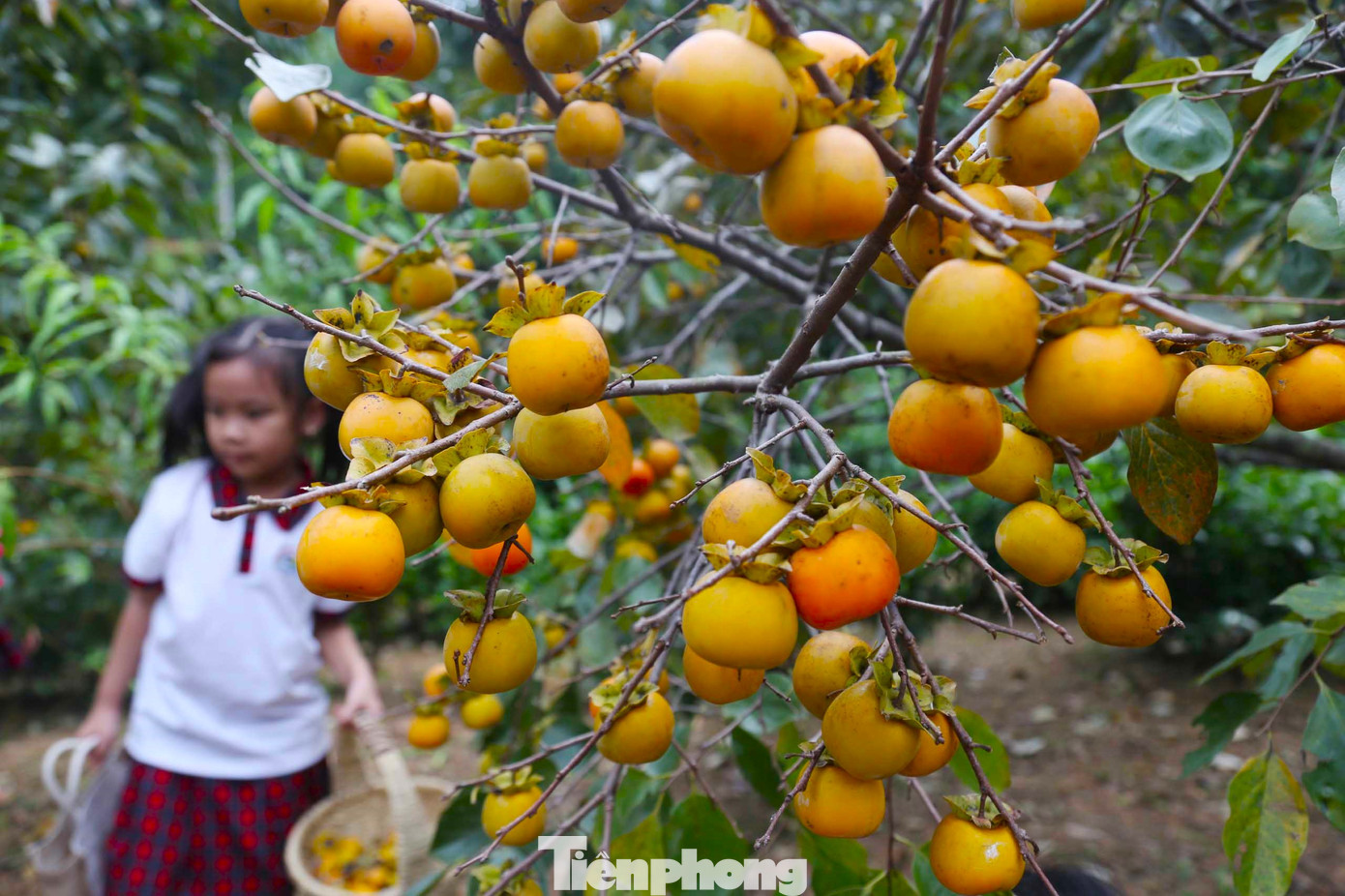 Không chỉ riêng gia đình ông Lý, tất cả hộ dân trồng hồng ở Nam Anh cũng rơi vào cảnh tương tự. Thậm chí có những gia đình, năng suất chỉ bằng 1/3 so với năm trước. Không chỉ riêng gia đình ông Lý, tất cả hộ dân trồng hồng ở Nam Anh cũng rơi vào cảnh tương tự. Thậm chí có những gia đình, năng suất chỉ bằng 1/3 so với năm trước.