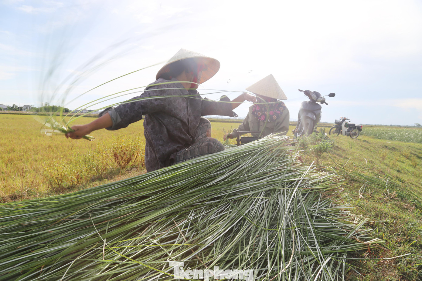 Cói được chẻ bằng máy, năng suất hơn và chẻ đều, đẹp hơn. Công đoạn này cần phải có 2 người và phải được thực hiện khi cây cói còn tươi. Bởi nếu để cói héo sẽ rất khó chẻ.