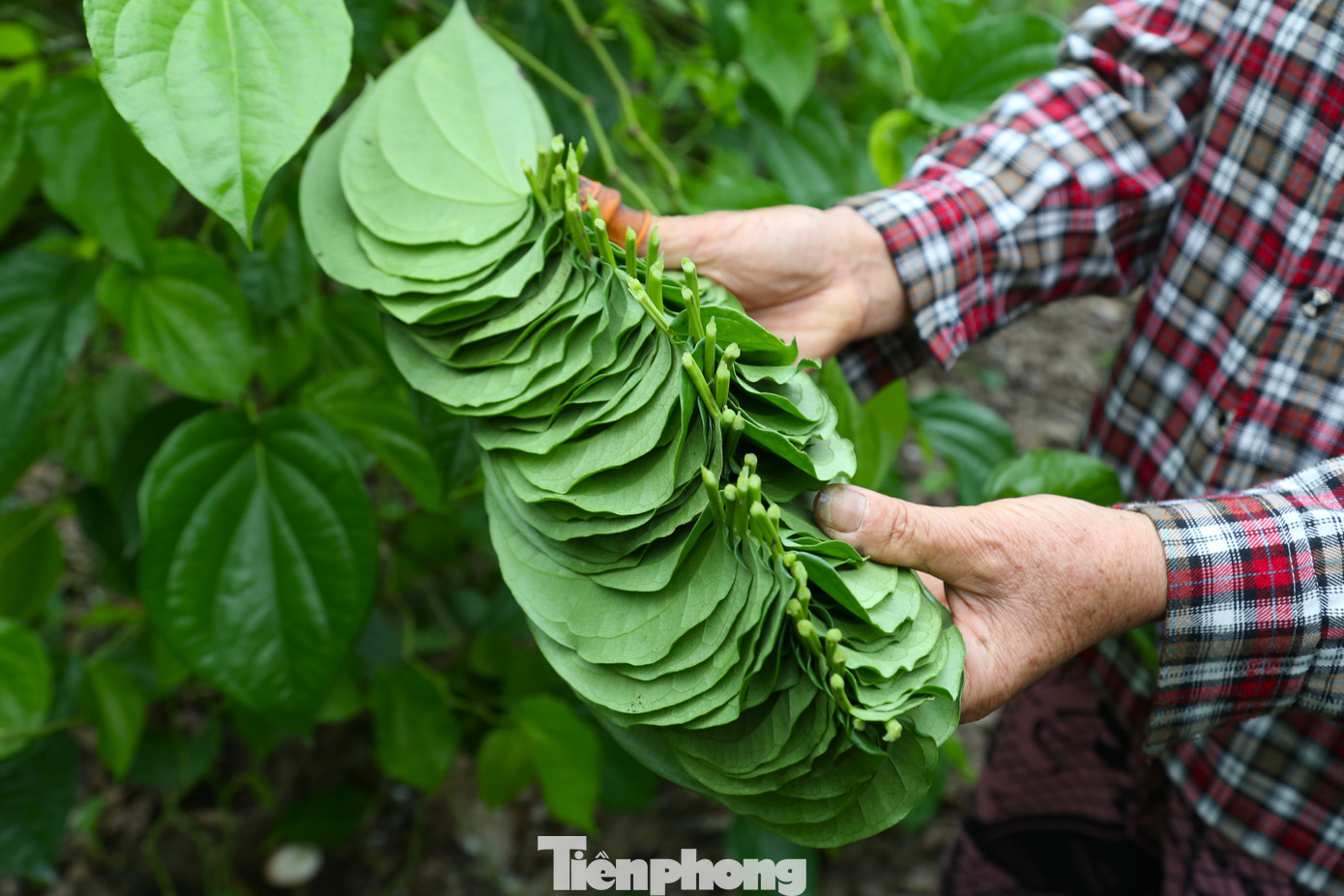 Bà Hoa cho biết, trung bình mỗi tháng vườn trầu không cho gia đình thu nhập khoảng 20 triệu đồng. Riêng từ Tết Nguyên đán vừa qua, gia đình bà “bỏ túi” gần 100 triệu, dịp Rằm tháng Giêng này cũng đã được hơn 30 triệu đồng.