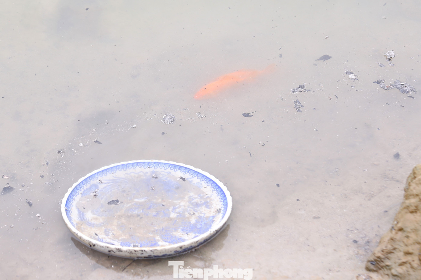 Nhiều người sau khi thả cá đã thả tro hương, đồ thờ xuống sông gây ô nhiễm môi trường. Không ít cá chép bị mắc kẹt khi người dân phóng sinh.