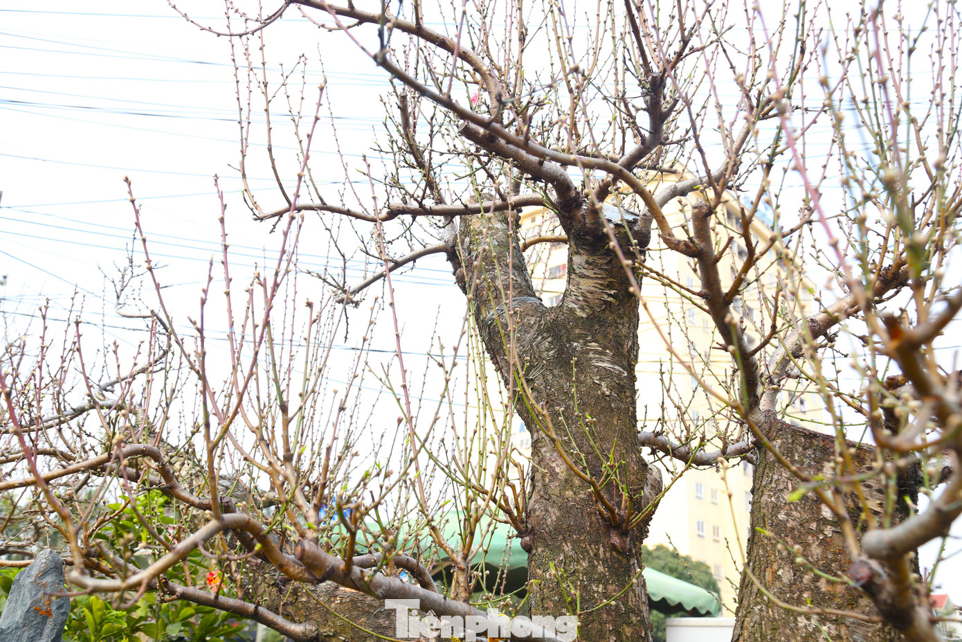 Theo anh Minh, để đánh giá giá trị của cây đào cần phải xem tới các yếu tố về tuổi thọ, độ to của gốc, thế, dáng cây....