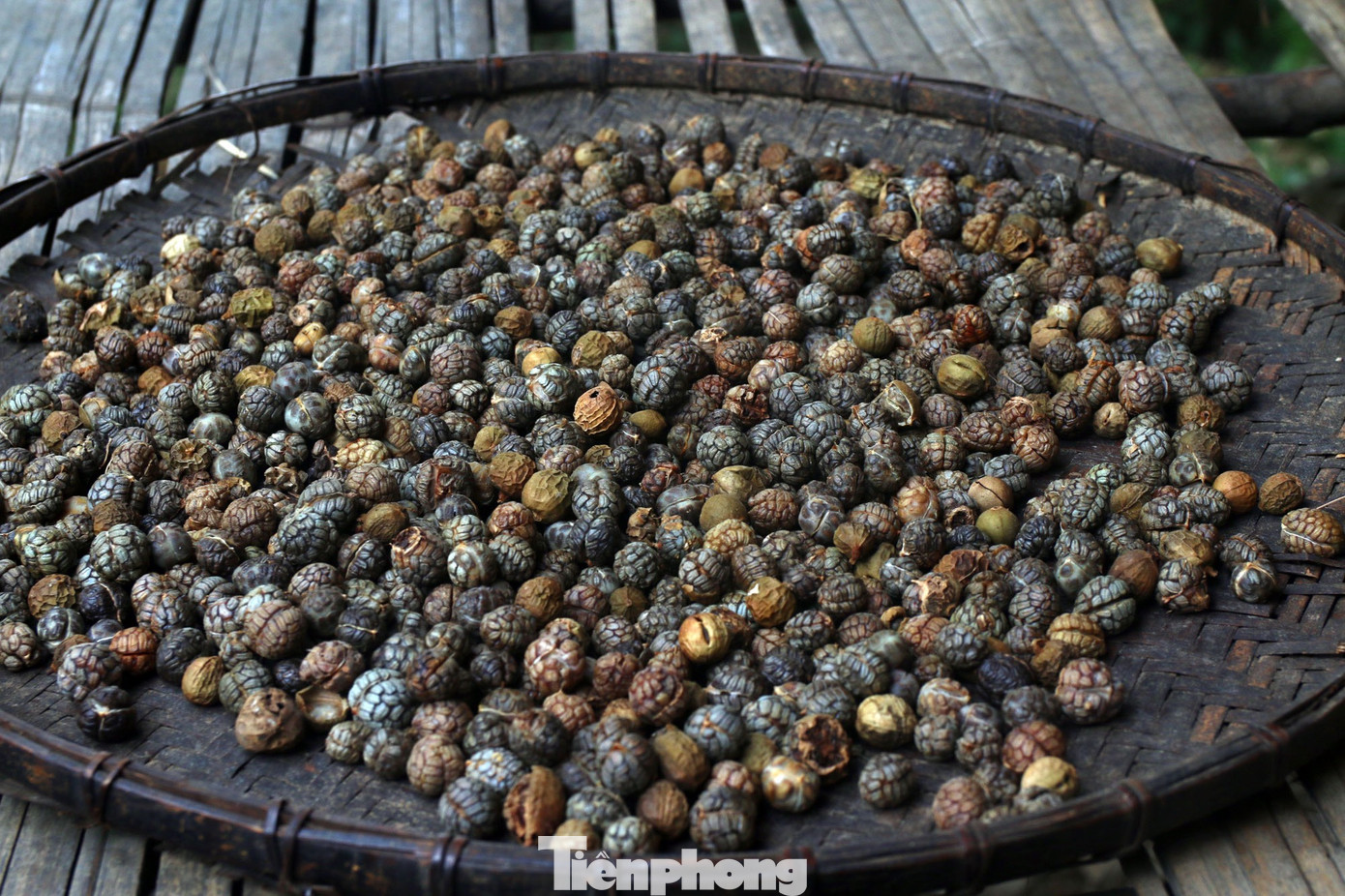 Bo bo được phơi khô...