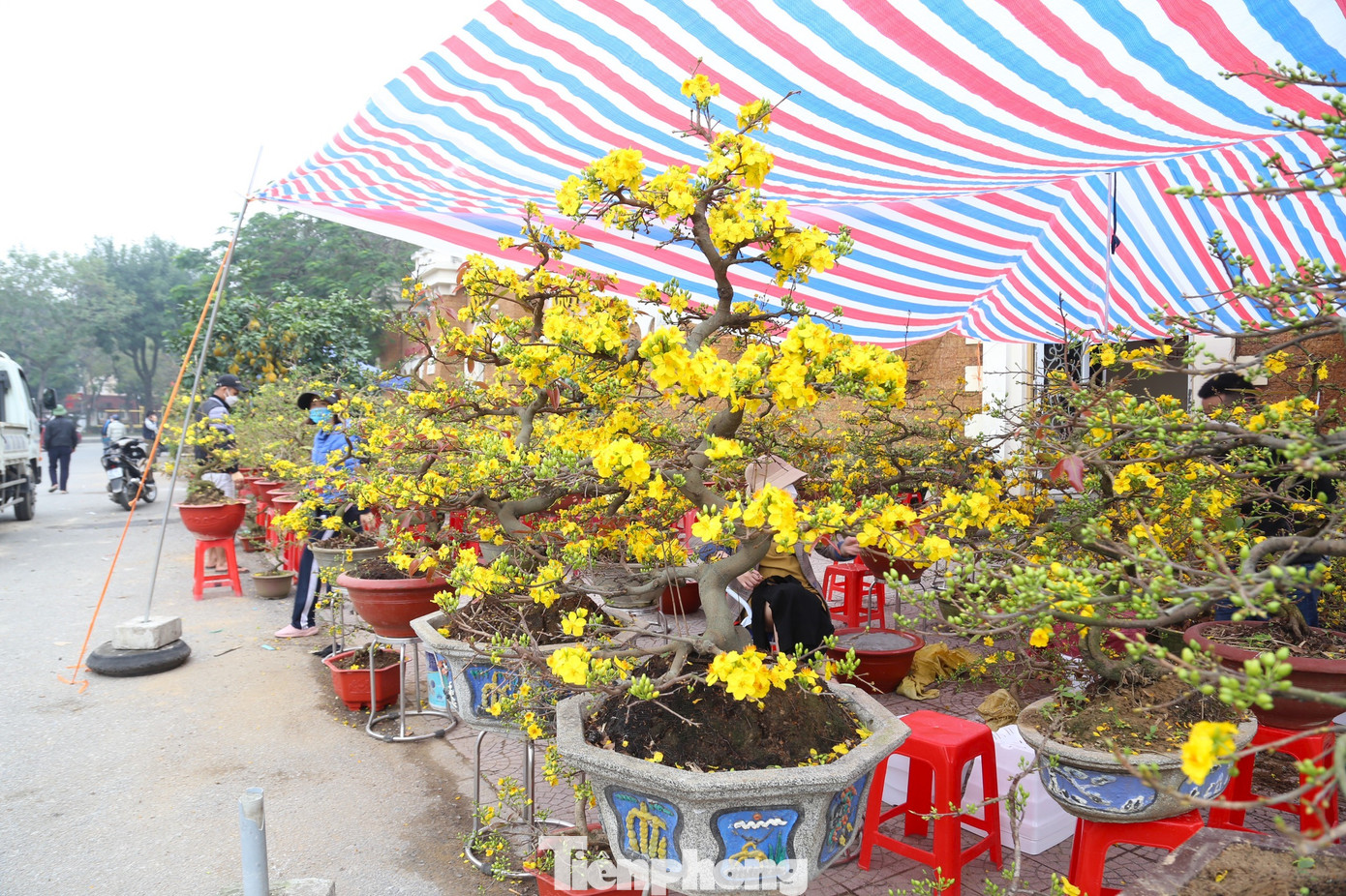 Mai vàng tượng trưng cho sự phú quý, giàu sang nên nếu nở đúng dịp đầu năm là sự may mắn, thịnh vượng.