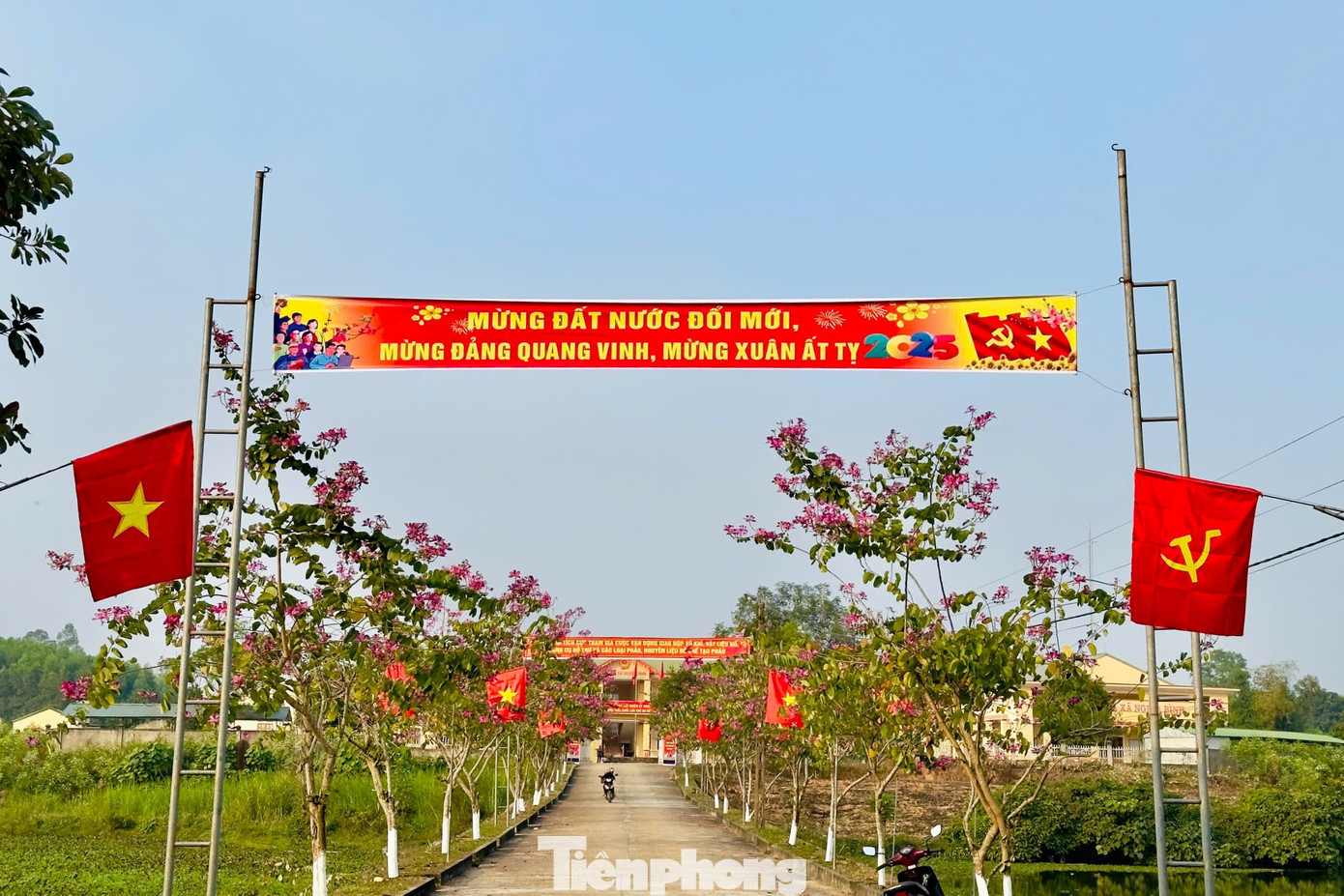 Tại các huyện miền núi Nghệ An như Kỳ Sơn, Tân Kỳ, Tương Dương,… hoa ban được trồng dọc các cung đường, trên các triền núi. Trong ảnh, con đường hoa ban trước trụ sở UBND xã Bình Hợp, huyện Tân Kỳ, Nghệ An.