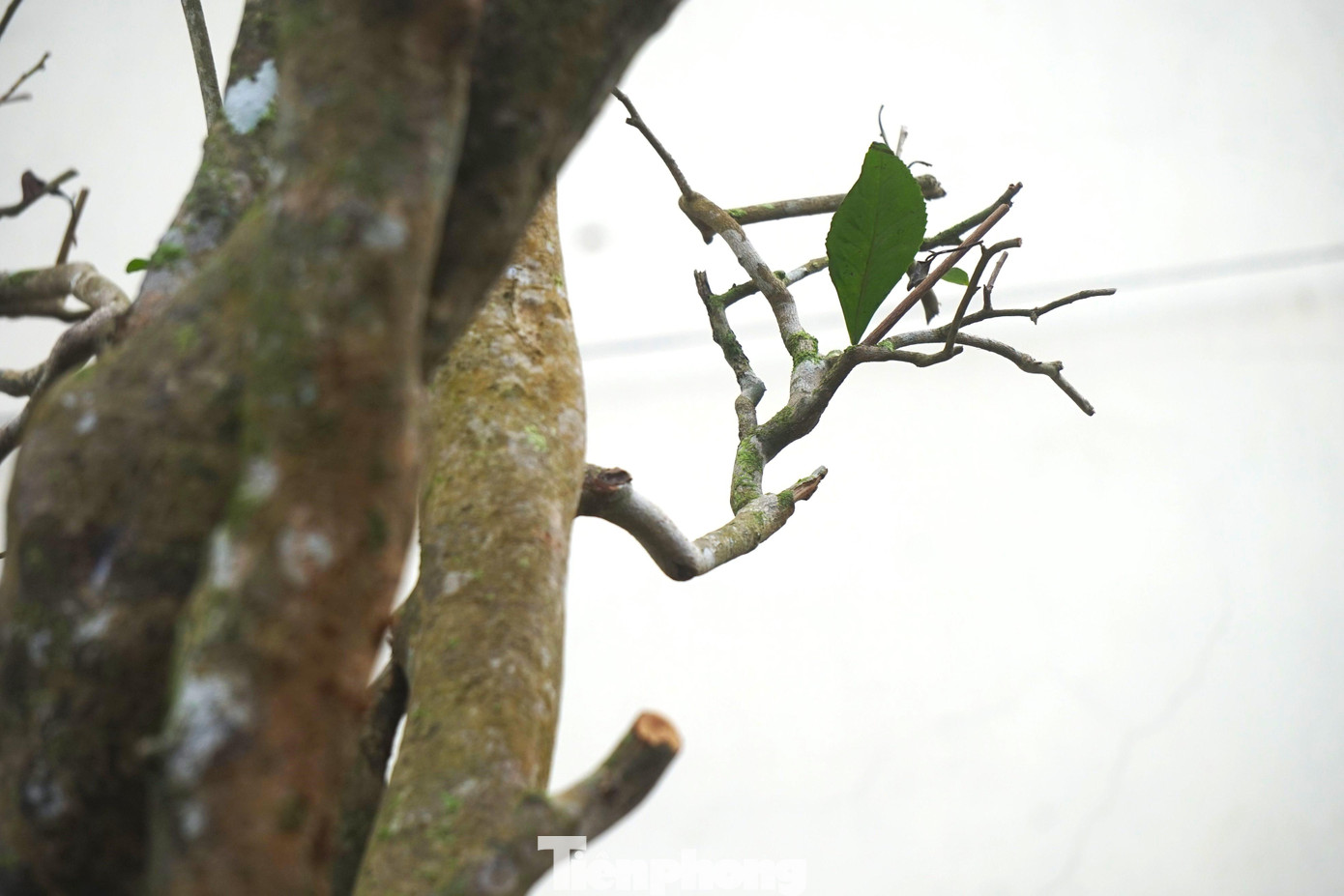 “Cây chè cổ được cắt tán, bỏ toàn bộ lá, vận chuyển về nhà vườn. Bầu được ủ với cát để làm mát, che chắn cẩn thận tránh xói mòn. Cây chè cổ được để trong nơi râm mát, tránh ánh nắng trực tiếp để rễ cây phát triển”, chị Út chia sẻ.