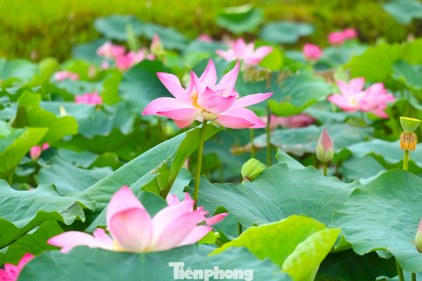 Những ngày này, hoa sen đua nhau nở rộ, mừng 135 năm ngày sinh Chủ tịch Hồ Chí Minh.