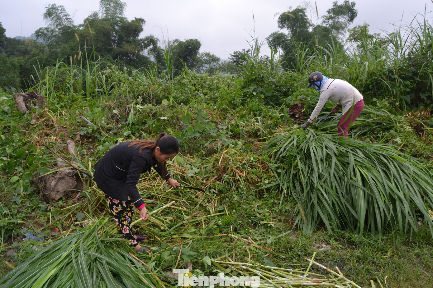 Ngoài che chắn chuồng trại, người dân còn chủ động dự trữ nguồn thức ăn cho trâu, bò những ngày giá rét