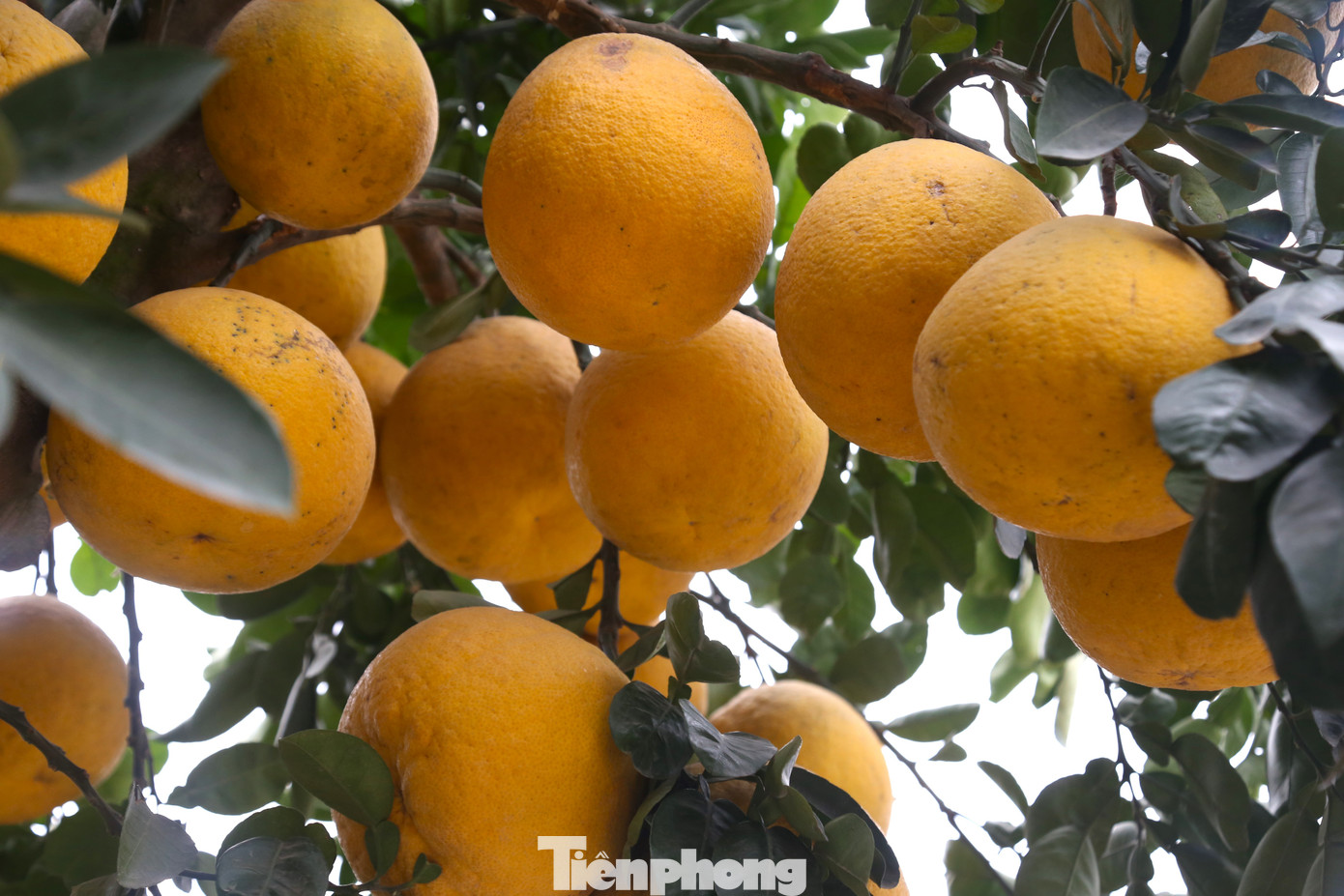 Cây bưởi sai trĩu quả, vàng ươm.