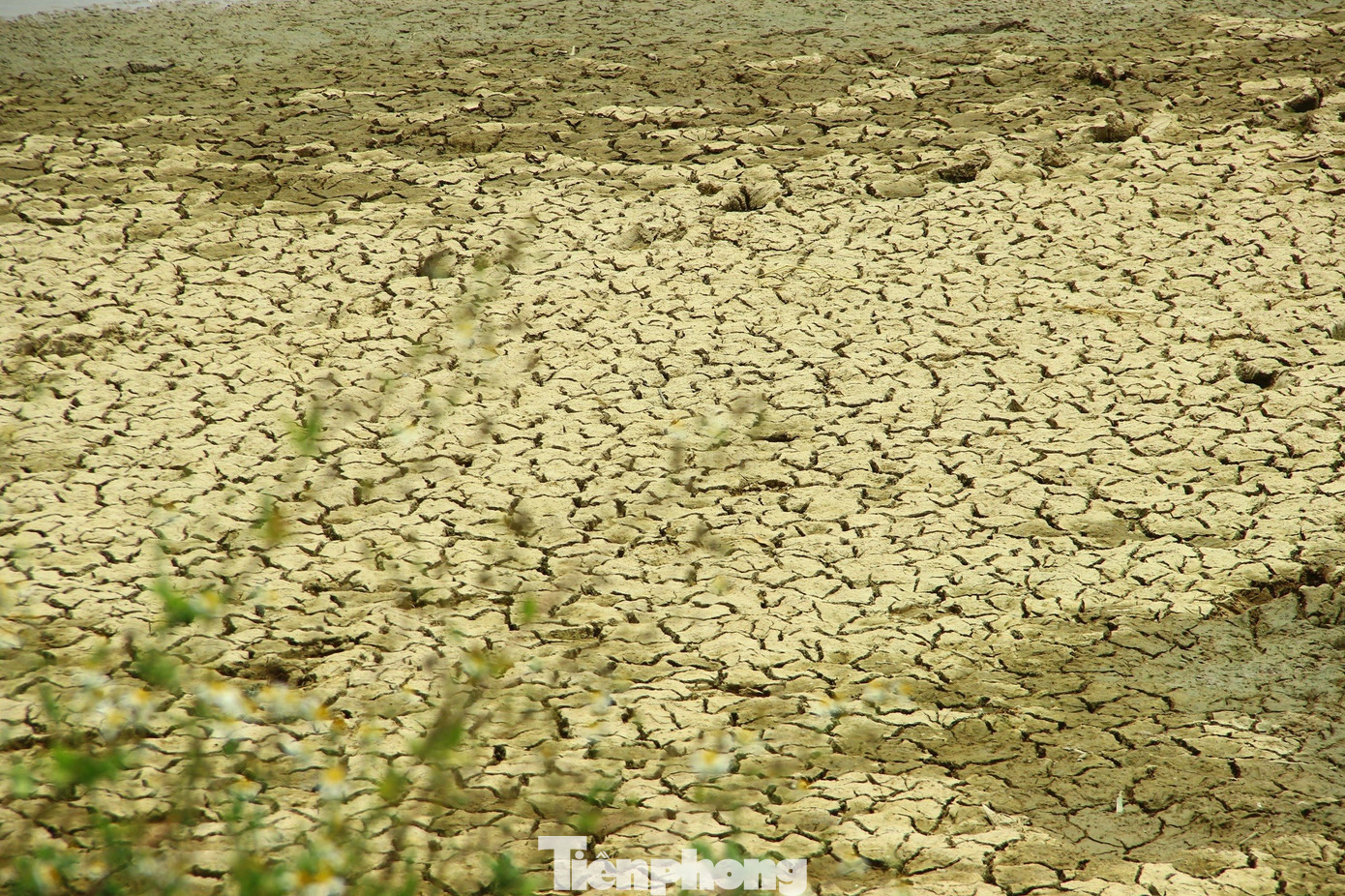 Lòng hồ chứa nước ở xóm 14, xã Nghi Văn, huyện Nghi Lộc nứt nẻ