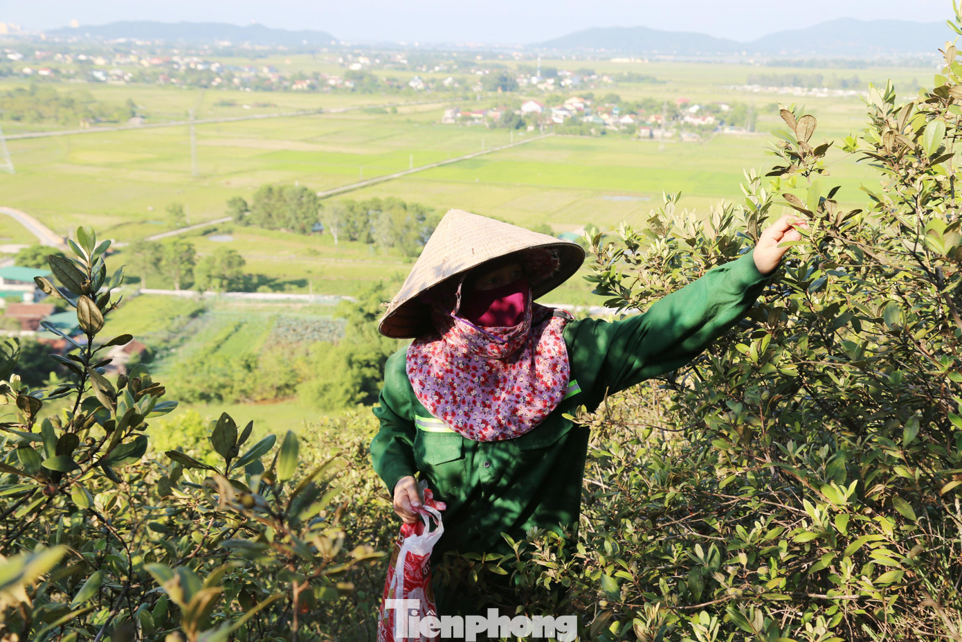 Trước đây sim chỉ được hái về ăn chơi. Tuy nhiên càng ngày người dân tìm mua sim càng nhiều nên rất đông người dân lên núi hái về bán cho thương lái.