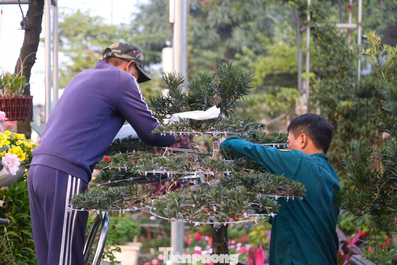 “Thường những tháng sát Tết, mọi người thuê nhiều, chúng tôi làm không có ngày nghỉ. Nhiều người do bận công việc nên không có thời gian chăm sóc, cây phát triển um tùm, “phá” hết thế. Để dựng phom cho cây hay “biến” những dáng cây tưởng chừng đơn giản thành nhiều thế độc, lạ, bắt mắt, đòi hỏi người thợ phải biết quan sát, sáng tạo và có gu thẩm mỹ cao”, ông Đệ cho hay.