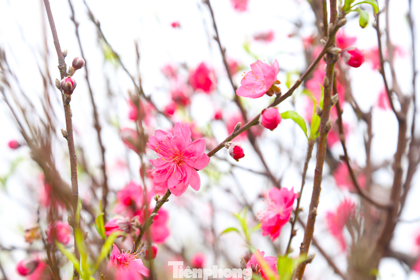 Cây đào có rất nhiều cành, hoa và nụ.