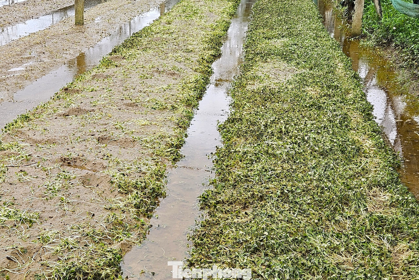 Ghi nhận sáng 28/9, nước cơ bản đã rút. Tại Hợp tác xã Dịch vụ và Tổng hợp nông nghiệp Vinh Xuân, xã Hưng Đông, hơn 12 ha rau VietGAP bị ngập úng, hư hại, thiệt hại trên 70%.