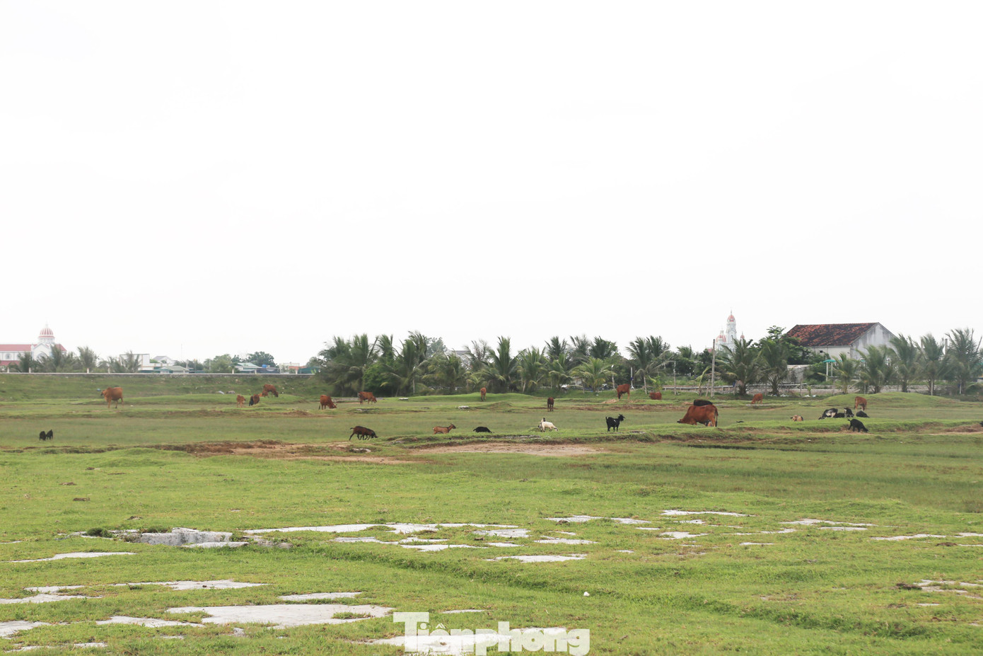 Xã Diễn Kỷ (huyện Diễn Châu, Nghệ An) có 26,65 ha đất sản xuất muối hiện đang bị bỏ hoang, cỏ dại mọc um tùm. Cánh đồng muối trở thành nơi chăn trâu thả bò.