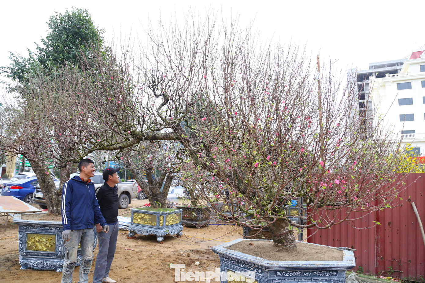Những gốc đào cổ thụ có đủ kích cỡ, hình dáng, tuổi thọ... có giá bán từ 20 - 70 triệu đồng.