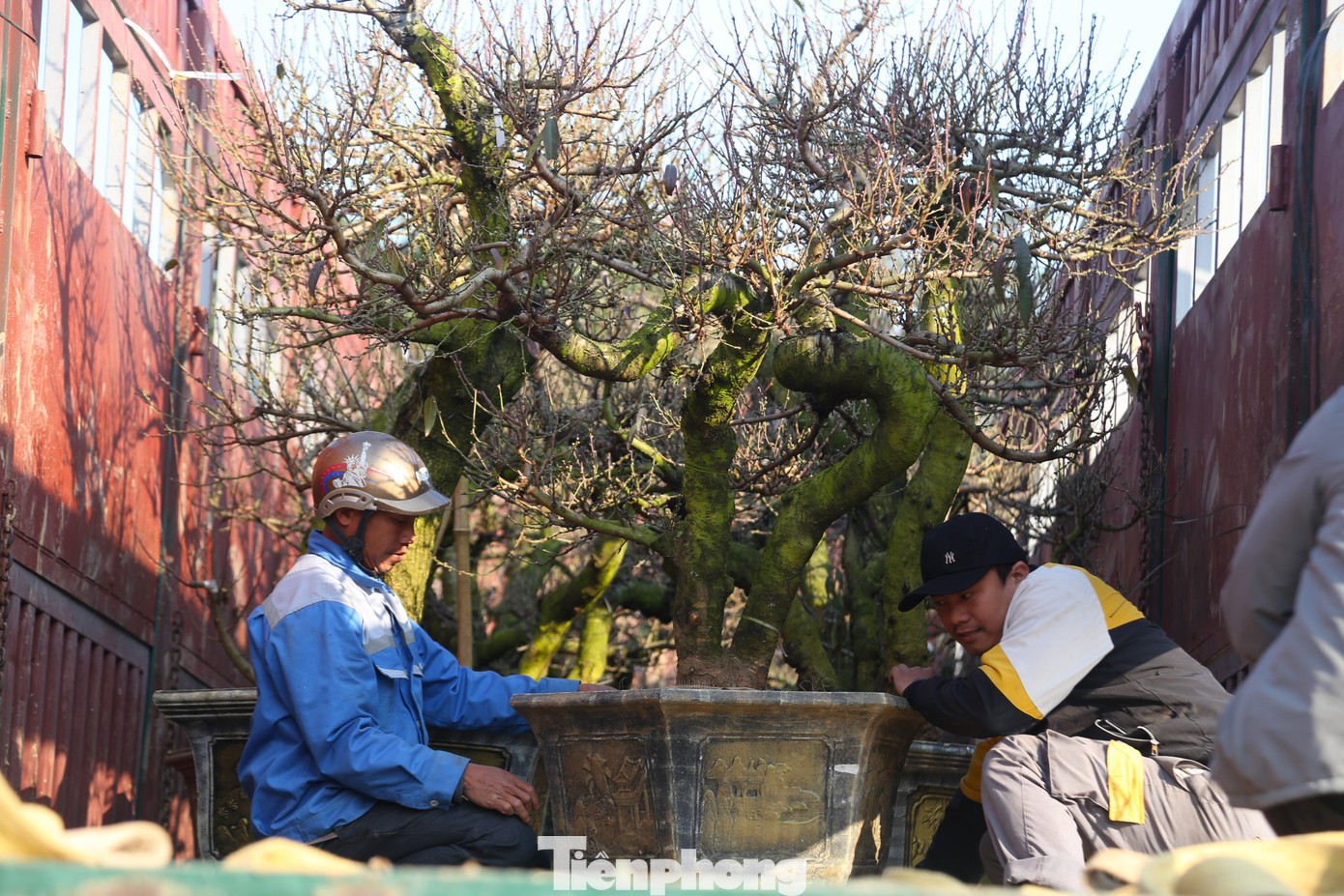 Hiện, các nhà vườn đang nhập về số lượng lớn đào để bán Tết.